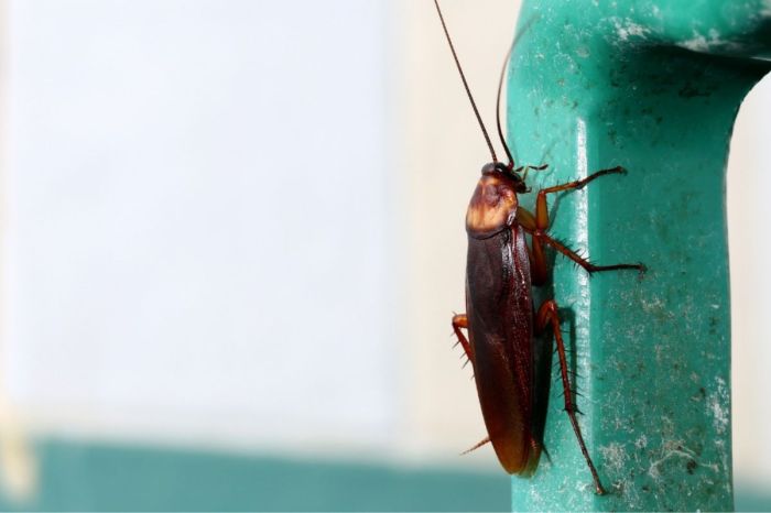 This Zoo Will Name A Cockroach After Your Ex for Valentine’s Day, Because They Deserve It