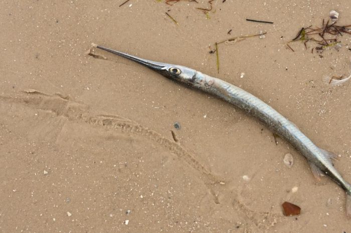 Teen Stabbed in Neck by Needlefish While Fishing