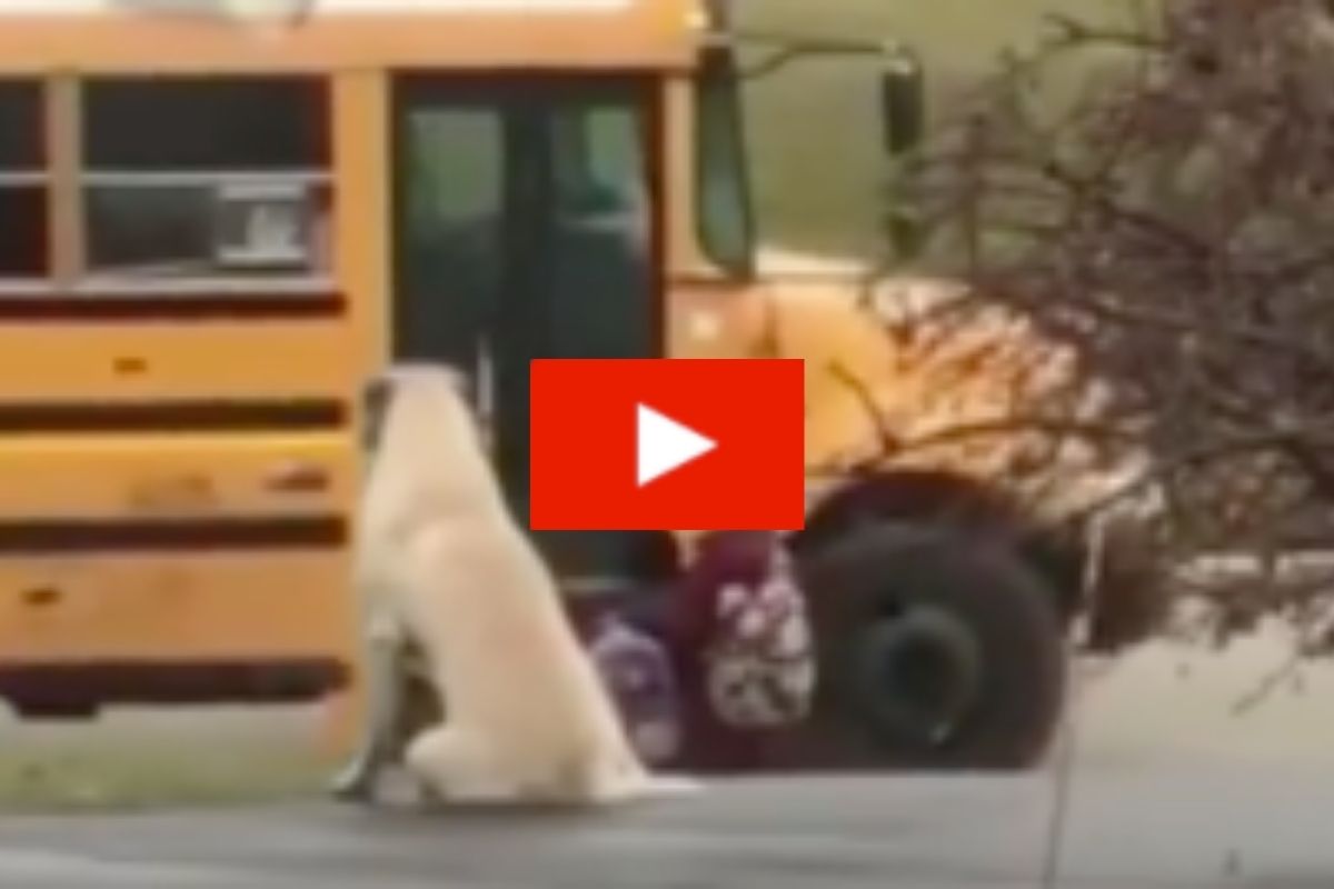 Massive Dog Waits Every Morning to Make Sure His Owner’s Tiny Kids Get on the School Bus Safely