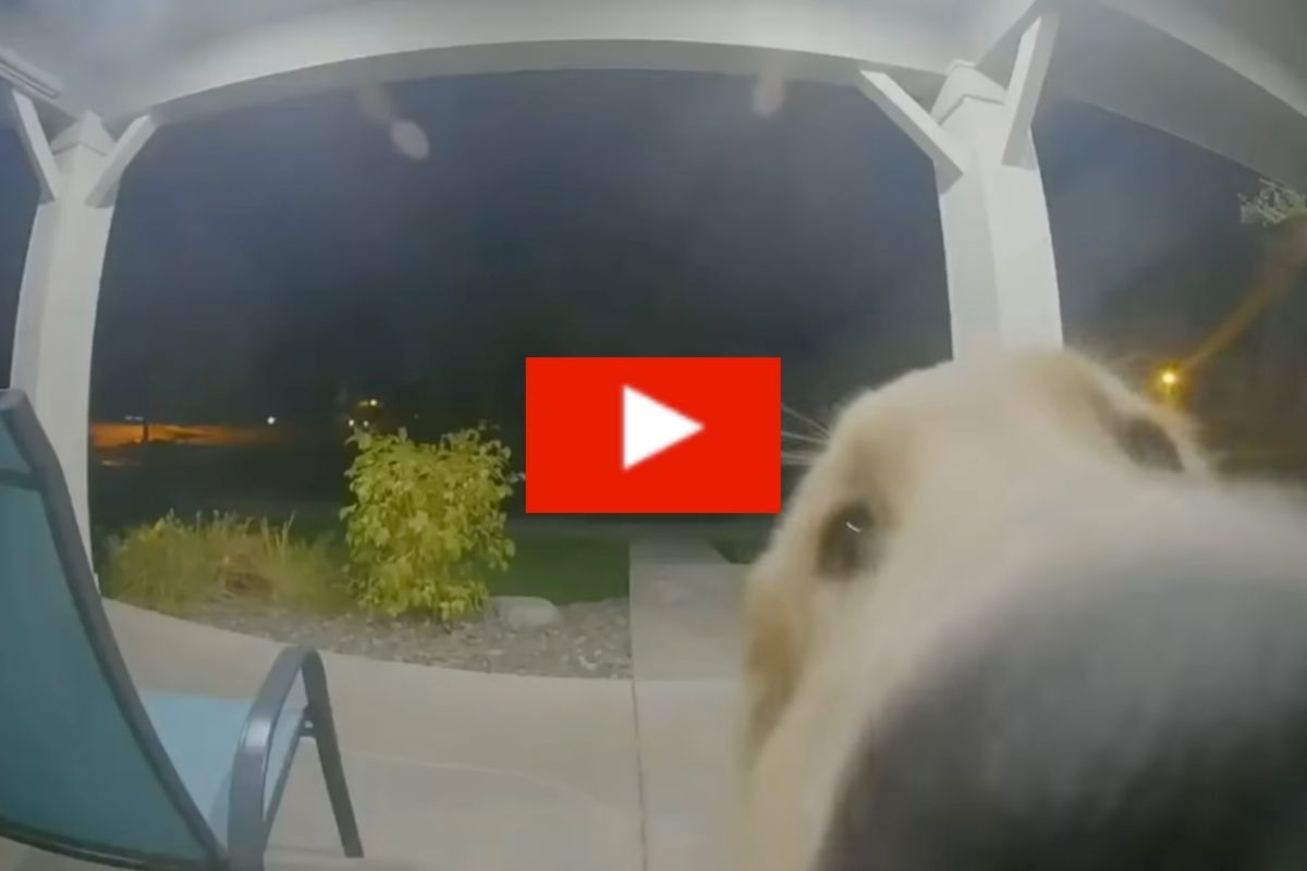 Escaped Dog Rings Doorbell to Get Back In Rare