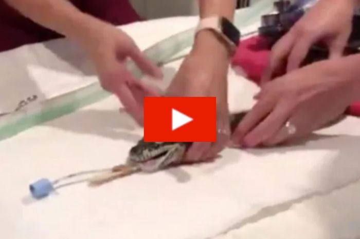 Veterinarians Pull an ENTIRE Beach Towel Out of Python