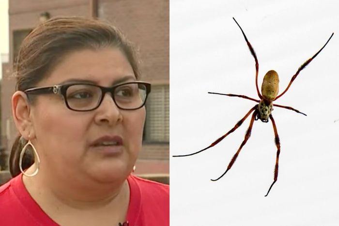Doctors Found Brown Recluse Spider Living in Woman’s Ear