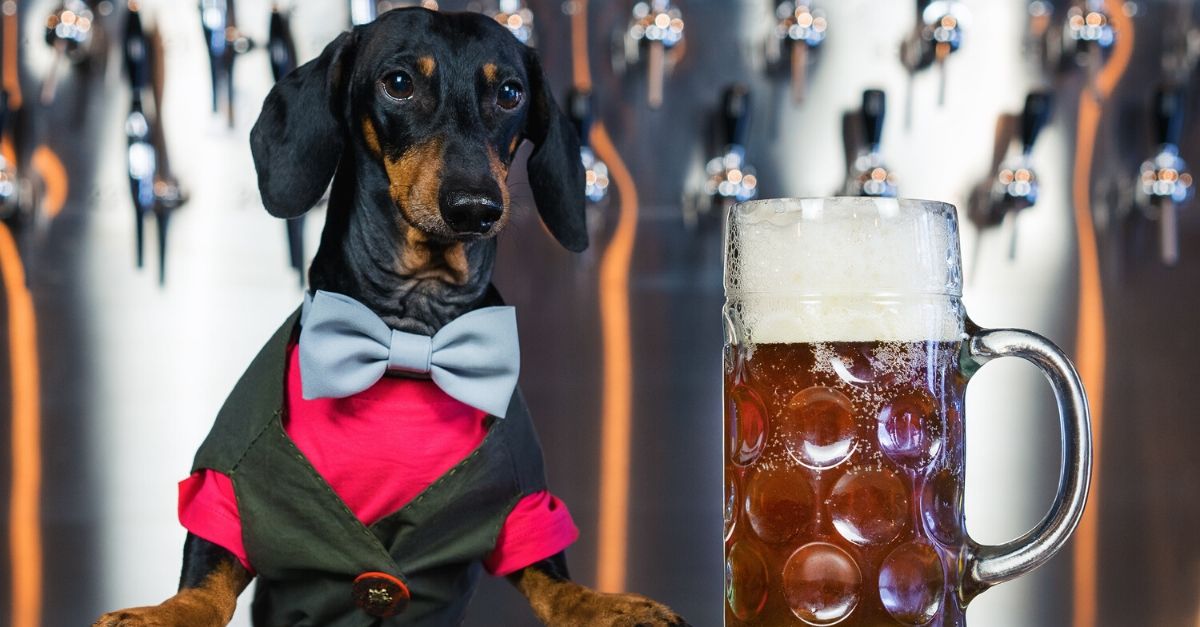 Busch to Offer 3 Months of Free Beer to Those Who Adopt a Dog During Pandemic