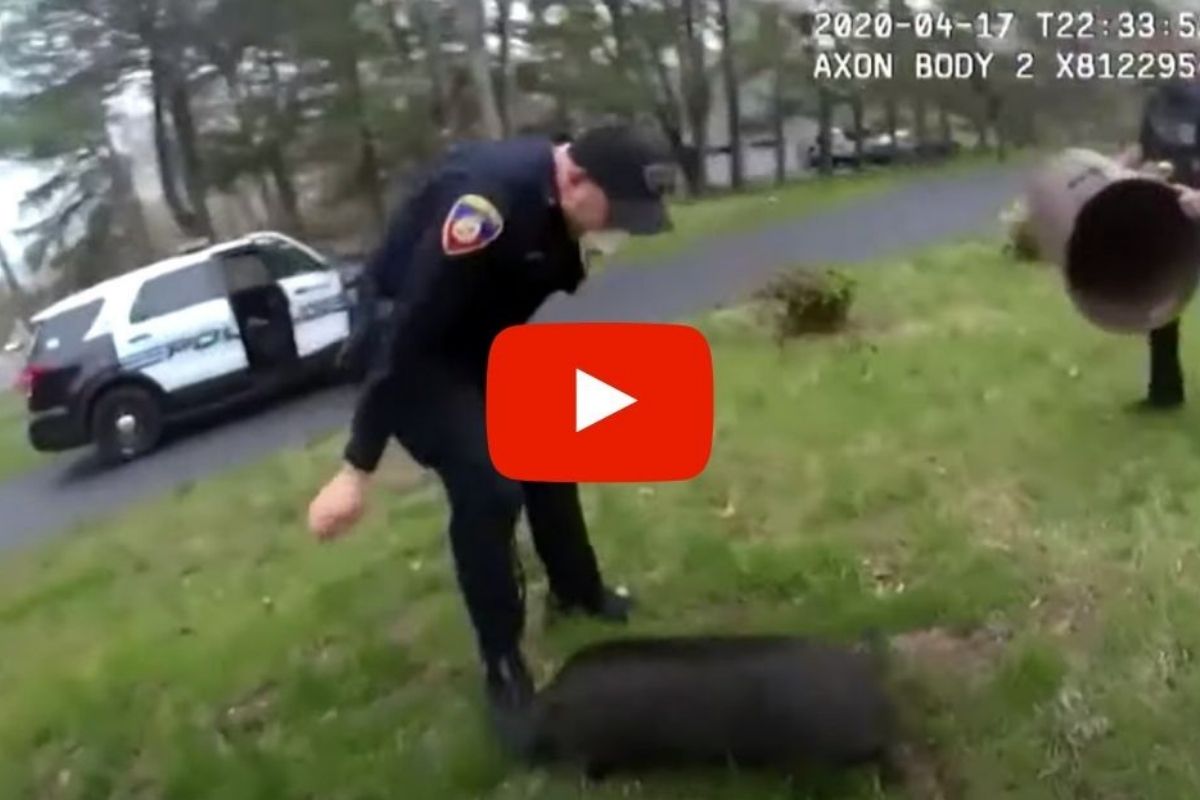 Runaway Pig Leads Police Officers on Hilarious 45-Minute Chase