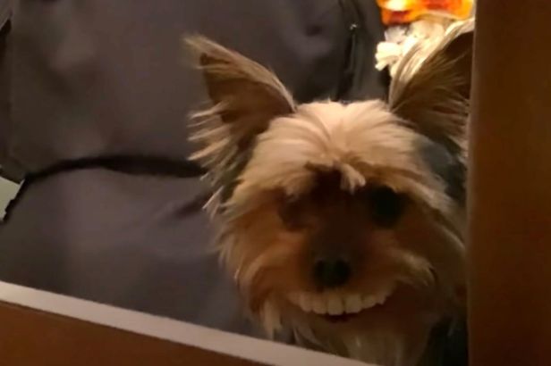 Tiny Dog Steals Owner’s False Teeth and ‘Wears Them’