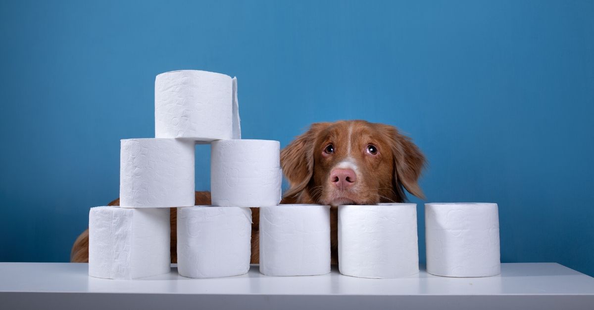 Puppies Rule the Trending Toilet Paper Challenge Rare
