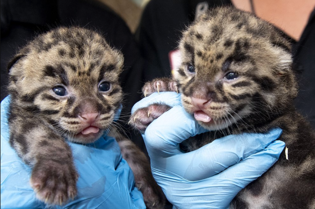 Zoo Miami Shares Picture of Adorable Clouded Leopard Kittens