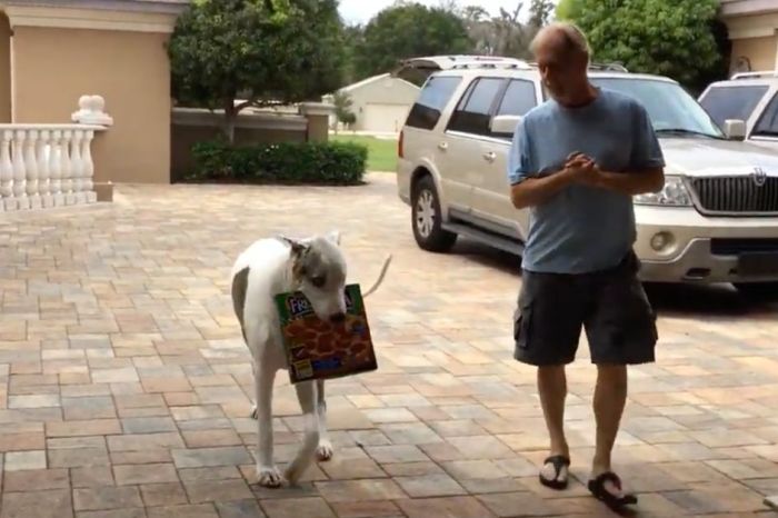 Deaf Great Dane Delivers Pizza by Reading Sign Language