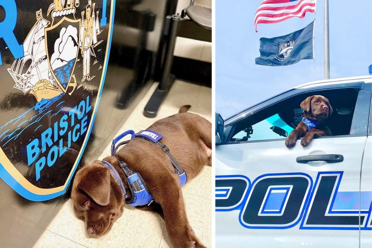 K-9 Adorably Snoozes During His Entire Swearing-In Ceremony