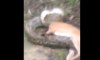 Python Deer Hunter Fight