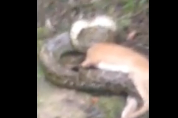 A Hunter Found a Massive Python Strangling a Deer and Stepped into the Fight