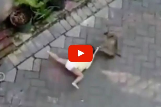 Scooter Riding Wild Monkey Caught on Video Dragging Helpless Toddler Away from Parent