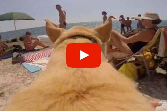 Epic GoPro Video Captures Dog’s Adorable Reaction to the Beach