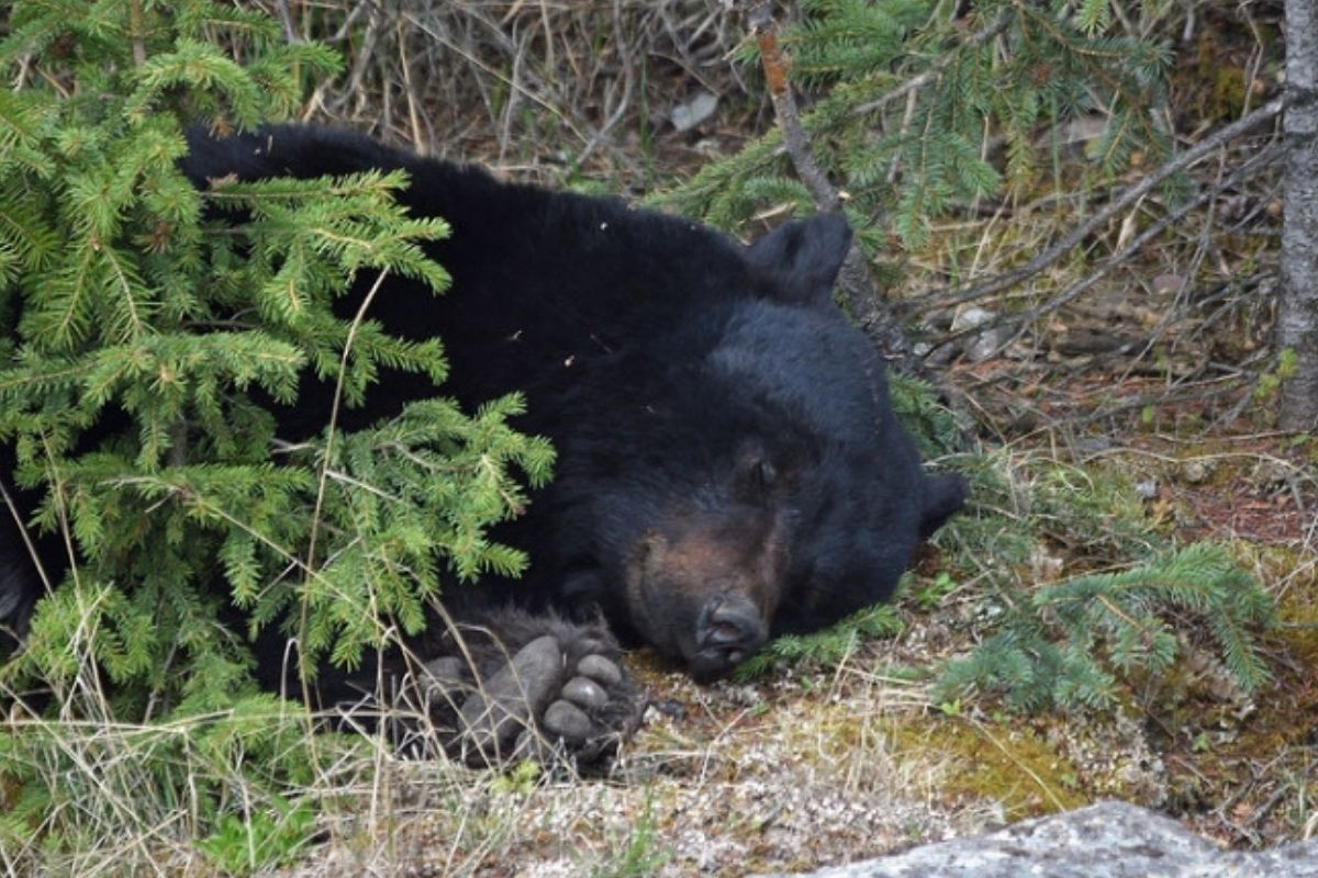 Remember When a Bear Passed Out After Downing 36 Beers?