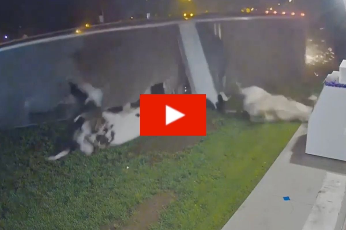 Semi-Truck Overturns, Sends Cows Flying Outside Liquor Store