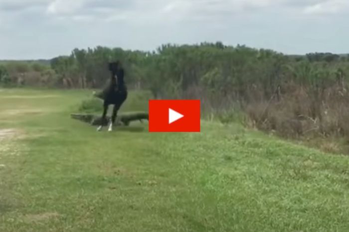 Wild Horse Aggressively Curb Stomps Alligator at Florida State Park