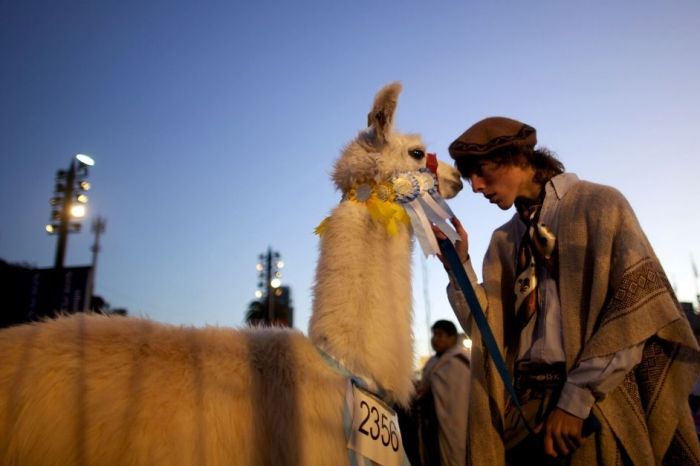 Scientists are Using Llamas to Find a Potential Treatment for COVID-19