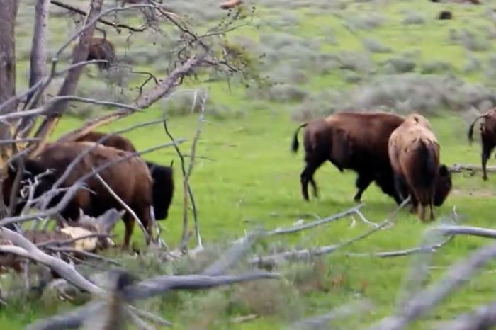 72-Year-Old Woman Suffers Multiple Wounds from Bison Attack After Attempting to Take a Picture