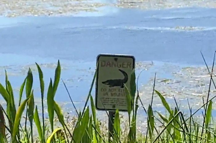 Man Bitten in the Face by Gator While Trying to Retrieve Frisbee from Lake