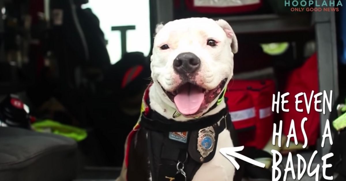Pit Bull Saved From Fire Becomes Member of Fire Department