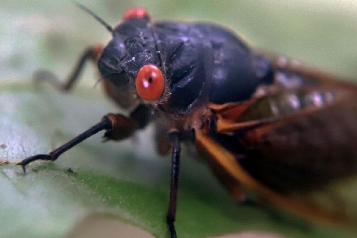 Yikes! Millions of Cicadas Set to Emerge After 17 Years Underground