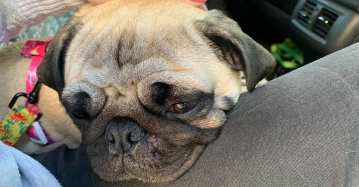Pug Rushed to Vet After Eating Human Poop Filled With Magic Mushrooms