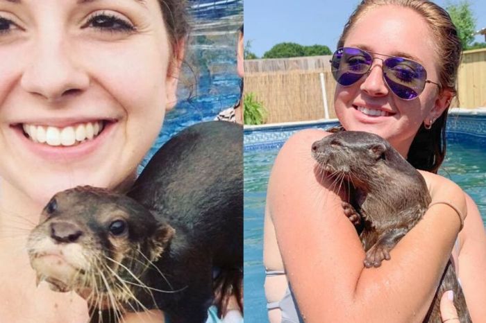 Swim With Adorable Tiny Otters at This Animal Preserve