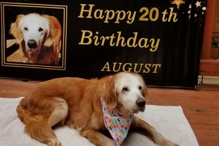 20-Year-Old Dog Sets Record for Oldest Living Golden Retriever in History