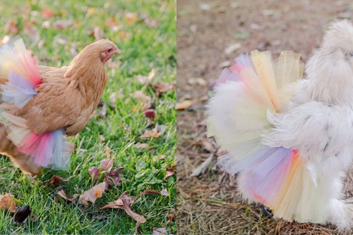 Chickens in Tutus is the Entertainment Every Farm Needs
