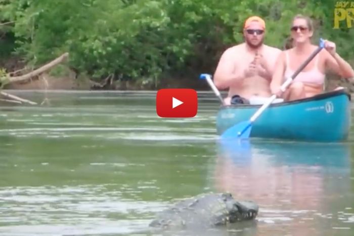Remote-Controlled Alligator Head Makes For Hilarious Prank