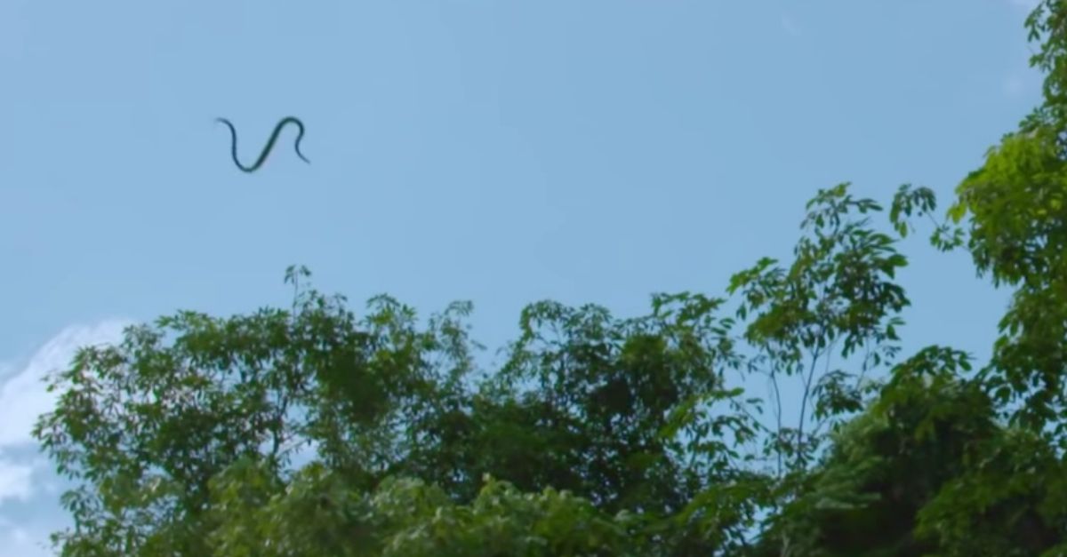 How Flying Snakes “Glide” Through the Air Rare