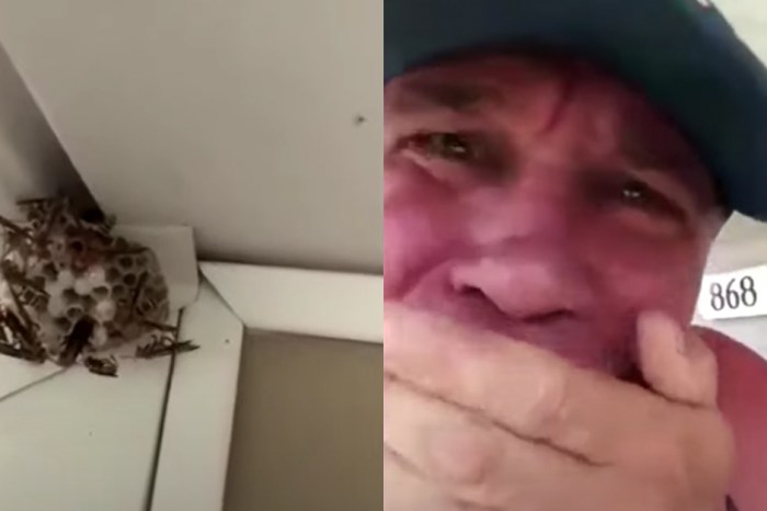 Insane Man Rips Wasp Nest Full of Wasps Off Wall and Eats It