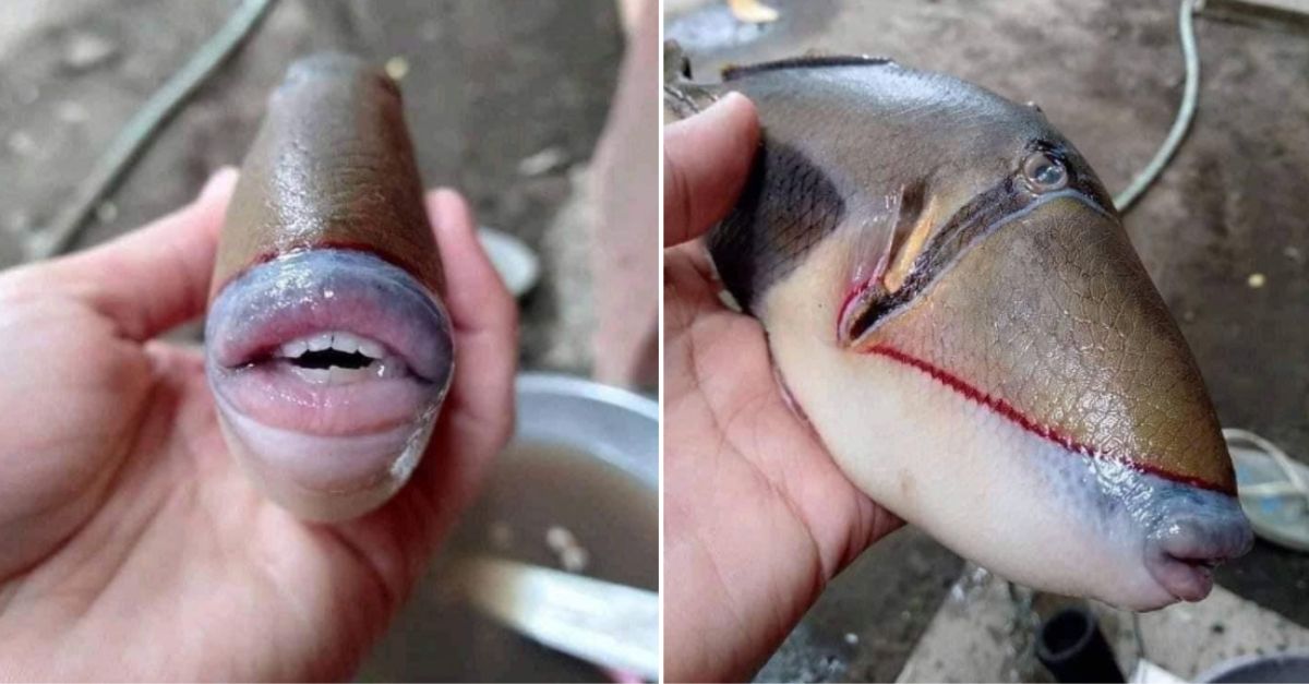 Bizarre Fish with ‘Human Teeth’ Found in Malaysia Rare