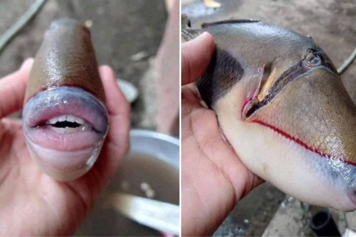 Bizarre Fish with ‘Human Teeth’ Found in Malaysia
