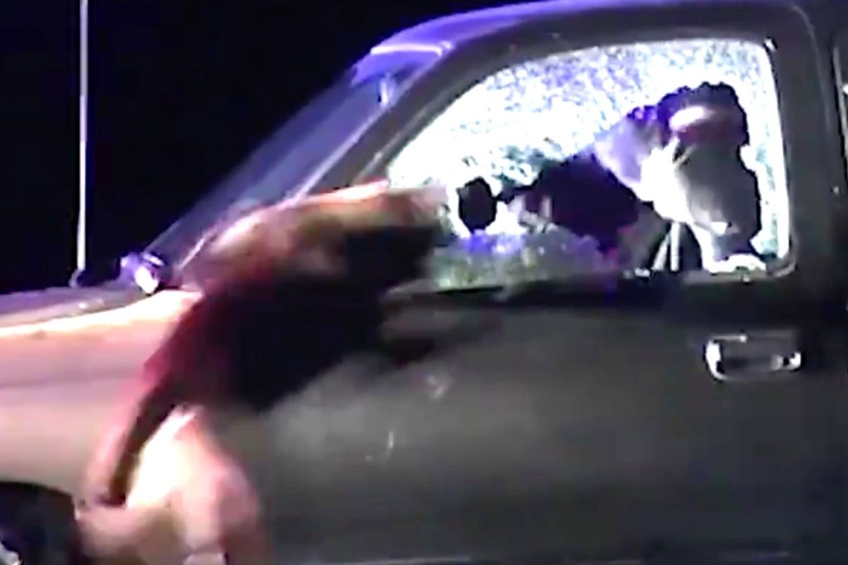 Video Shows Police Dog Burst Through Car Window to Take Down Perp