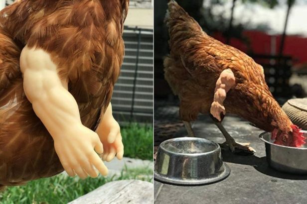 People Are Putting Baby Doll Arms on Their Pet Chickens and It’s Hilarious