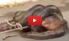 Anaconda Eating Python