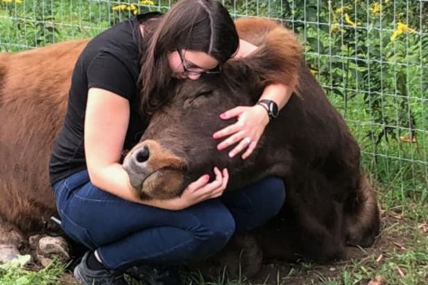 People Are Cuddling Cows to Help Cope with COVID Isolation