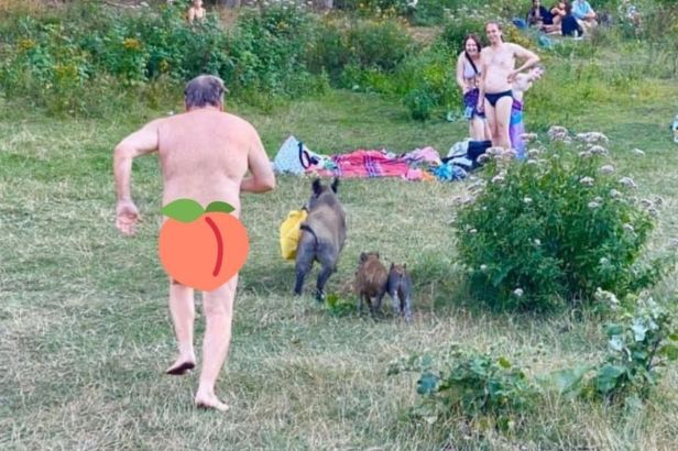 Naked Man Caught Chasing Wild Boar That Stole His Laptop