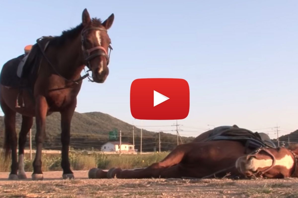 Lazy Horse Plays Dead Whenever People Try to Ride It