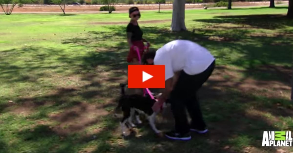 War Veteran Reunited with His Beloved Dogs After Months Apart