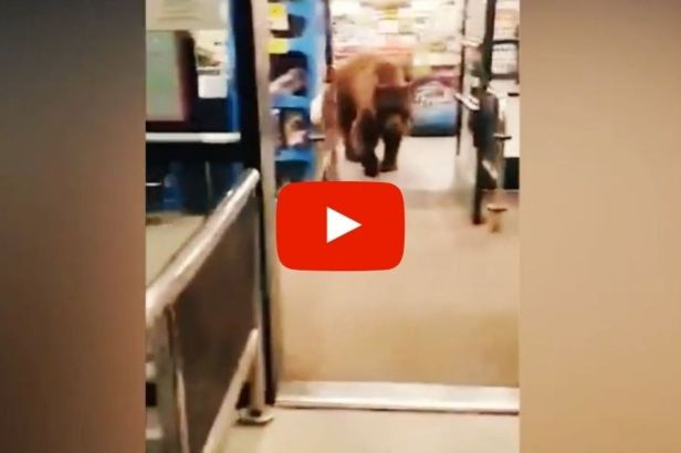 Hungry Bear Wanders Into Grocery Store, Leaves With Bag of Tortilla Chips