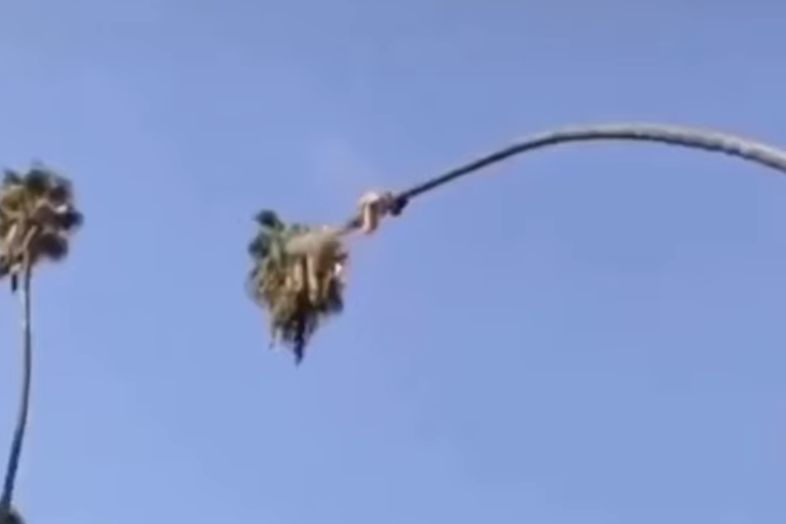 squirrel gets catapulted