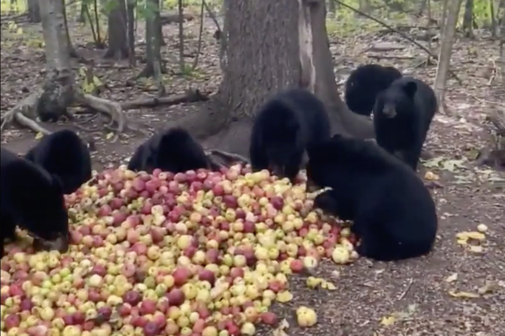 Black Bear Cubs Devour Big Pile of Apples and Purr with Delight Rare