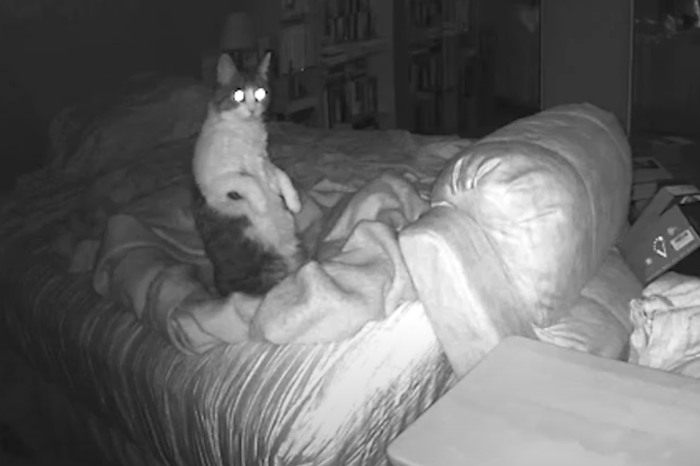 Family’s Cats Terrorized by Ghost While Home Alone