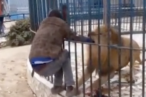 Man Sticks Hand in Lion Enclosure, Lion Bites Man