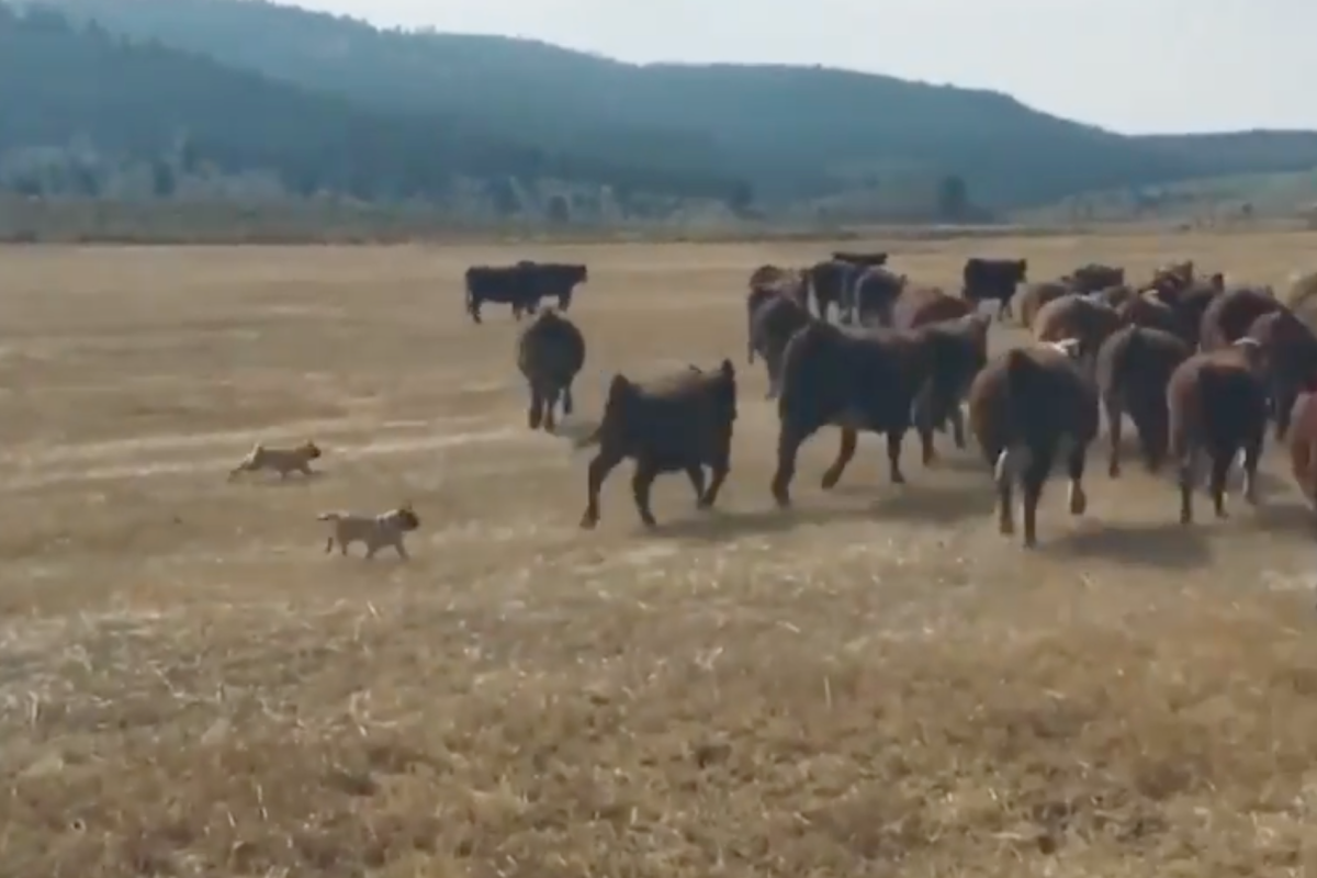 Two Tiny Pugs Seen Herding Cattle on This Western Ranch in Viral Video