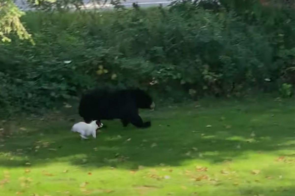 Tiny Fearless Puppy Chases Bear Out of Back Yard Rare