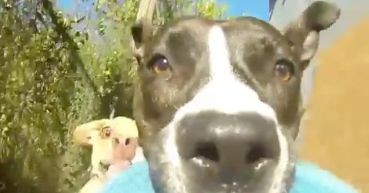 gopro dog video