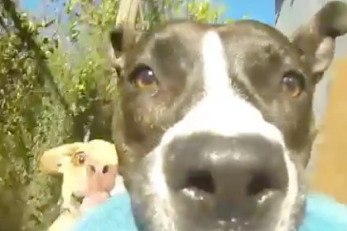 This GoPro Video of a Dog’s Face While He’s Running is Pure Joy
